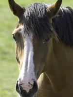 Horses and foals in germany photo