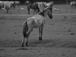 widl horses in germany photo