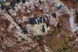 common murre on Heligoland photo