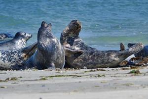 foca gris en la playa de heligoland - duna de la isla foto