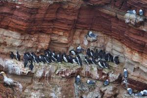 common murre on Heligoland photo