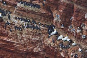 common murre on Heligoland photo