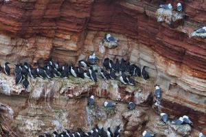 common murre on Heligoland photo