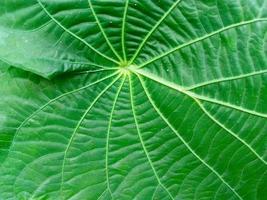 Close-up photo of leaves. Green nature background photo