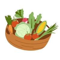 Vector illustration of basket with vegetables in flat hand drawn style. Tomato, carrot, salad, corn, radish. Organic healthy food.