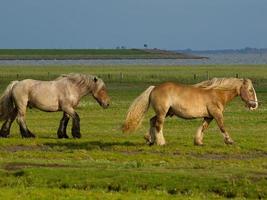 the german island Juist photo