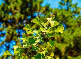 Fresh bright green leaves of ginkgo biloba. Natural foliage texture background. Branches of a ginkgo tree in the botanical garden in Nitra in Slovakia. photo