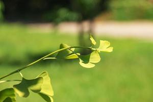 Fresh bright green leaves of ginkgo biloba. Natural foliage texture background. Branches of a ginkgo tree in the botanical garden in Nitra in Slovakia. photo