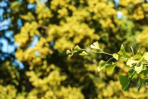 hojas frescas de color verde brillante de ginkgo biloba. fondo de textura de follaje natural. ramas de un árbol de ginkgo en el jardín botánico de nitra en eslovaquia. foto