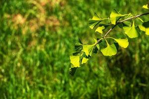 Fresh bright green leaves of ginkgo biloba. Natural foliage texture background. Branches of a ginkgo tree in the botanical garden in Nitra in Slovakia. photo