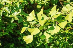 Fresh bright green leaves of ginkgo biloba. Natural foliage texture background. Branches of a ginkgo tree in the botanical garden in Nitra in Slovakia. photo