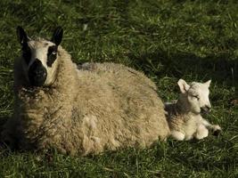 sheeps in the german muensterland photo