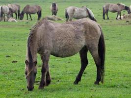 caballos salvajes en alemania foto