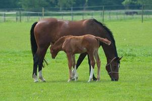 horses on a germa field photo