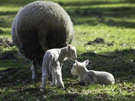 Sheeps on a field in westphalia photo