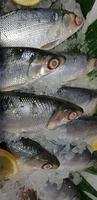 fresh milk fish or milkfish, Chanos chanos, Chanidae, Cretaceous, tautonym, awa, ava, bangus, bandeng, bolu, in the market photo