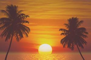 tropical palm tree and sea sunset summer background photo
