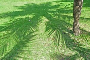 Shadows of palm trees on the lawn photo