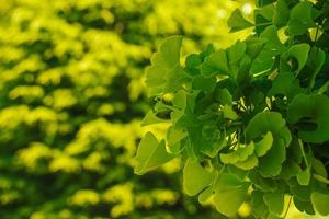 Fresh bright green leaves of ginkgo biloba. Natural foliage texture background. Branches of a ginkgo tree in the botanical garden in Nitra in Slovakia. photo