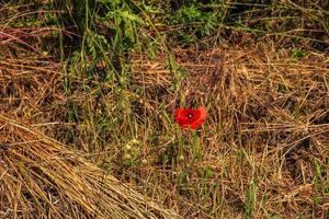 Blooming poppy,Papaver rhoeas L. Also called poppy or corn rose, it is a species of plant from the poppy genus Papaver in the poppy family papaveraceae. photo