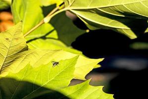 Common black fly on a green leaf. Autumn time. The foliage is starting to turn yellow photo