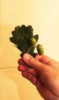 Woman's hand holds leaves and acorns PEDUNCULATE OAK. The Latin name of the plant is QUERCUS ROBUR L. photo