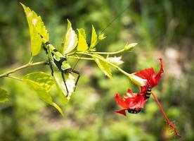 Giant locust sitting on a hibiscus flower with beetles. Close-up photo of a hibiscus flower and beautiful insects. Giant locust with green and dark color sitting on a red flower.