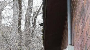 Water dripping from rooftop in winter video