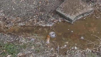 acqua gocciolante in pozzanghera video