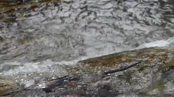 torrente fluente al di sopra di rocce video