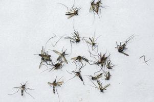 A large number of dead mosquitoes on a white background. photo