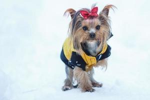 Lovely puppy of female Yorkshire Terrier small dog with red bow  on snow background photo