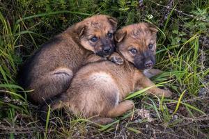 dos cachorros sin hogar se sientan juntos en la hierba foto
