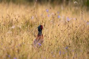 Pheasant from behind in a meadow photo