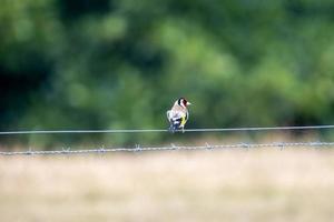 Goldfinch on a fence, closeup photo