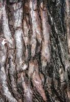 Dark tree bark Embossed texture. Bark of natural tree in forest. used in mapping 3d. VFX mapping texture style of bark photo