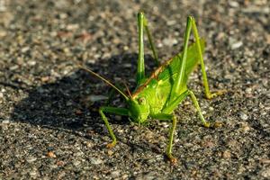 large green grasshopper sits on an asphalt road photo