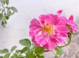 rosas rosadas plantadas en el jardín foto