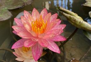 Lotus flowers bloom in the swamps photo