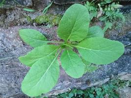 mustard greens that thrive photo