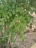hojas de moringa verde foto