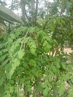 green moringa leaves photo