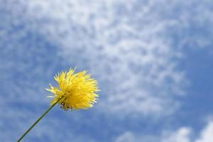 Wild flower pollen displayed against a bright sky background. photo