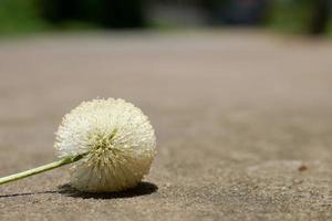 Pollen of wild flowers that grow by the side of the road. photo