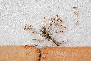 red ants eat dragonflies  Ants eat large dead dragonflies.  and with an effort to bring food back to its nest. photo