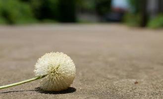 Pollen of wild flowers that grow by the side of the road. photo