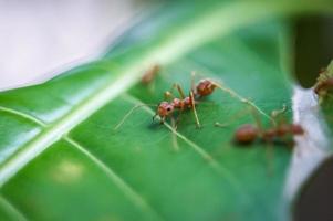 Red ants looking for food on green branches, working ants walking on branches protecting their nests in the forest. photo