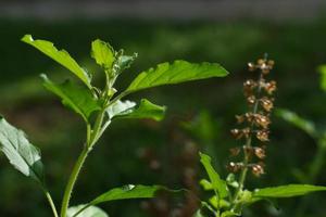 hojas verdes y pequeñas flores de ocimum tenuiflorum u ocimum sanctum. foto