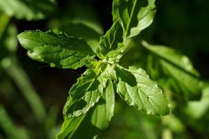 Green leaves and small flowers of Ocimum tenuiflorum or Ocimum sanctum. photo