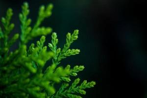 Shimpaku bonsai leaves in the garden, black background. photo